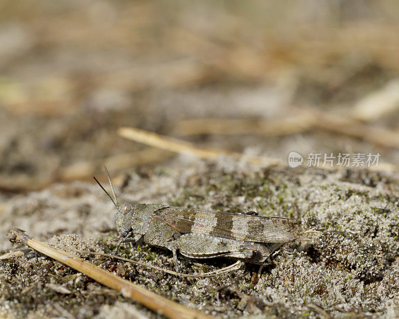 蓝翅蚱蜢(Oedipoda caerulescens)